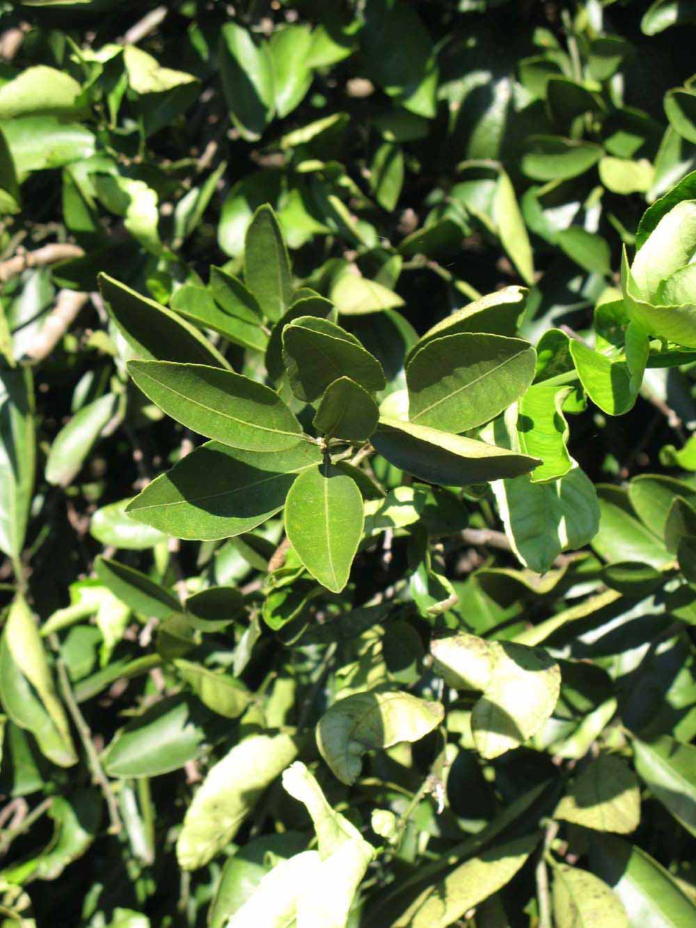              Sun leaves (Winter Haven, FL)       